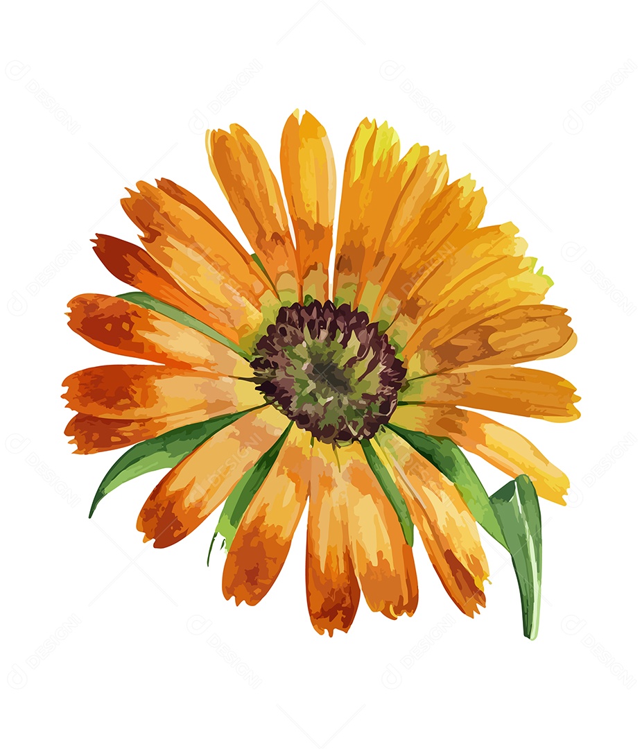 Desenho De Calêndulas Flores Em Aquarela Desenhada Á Mão Vetor EPS