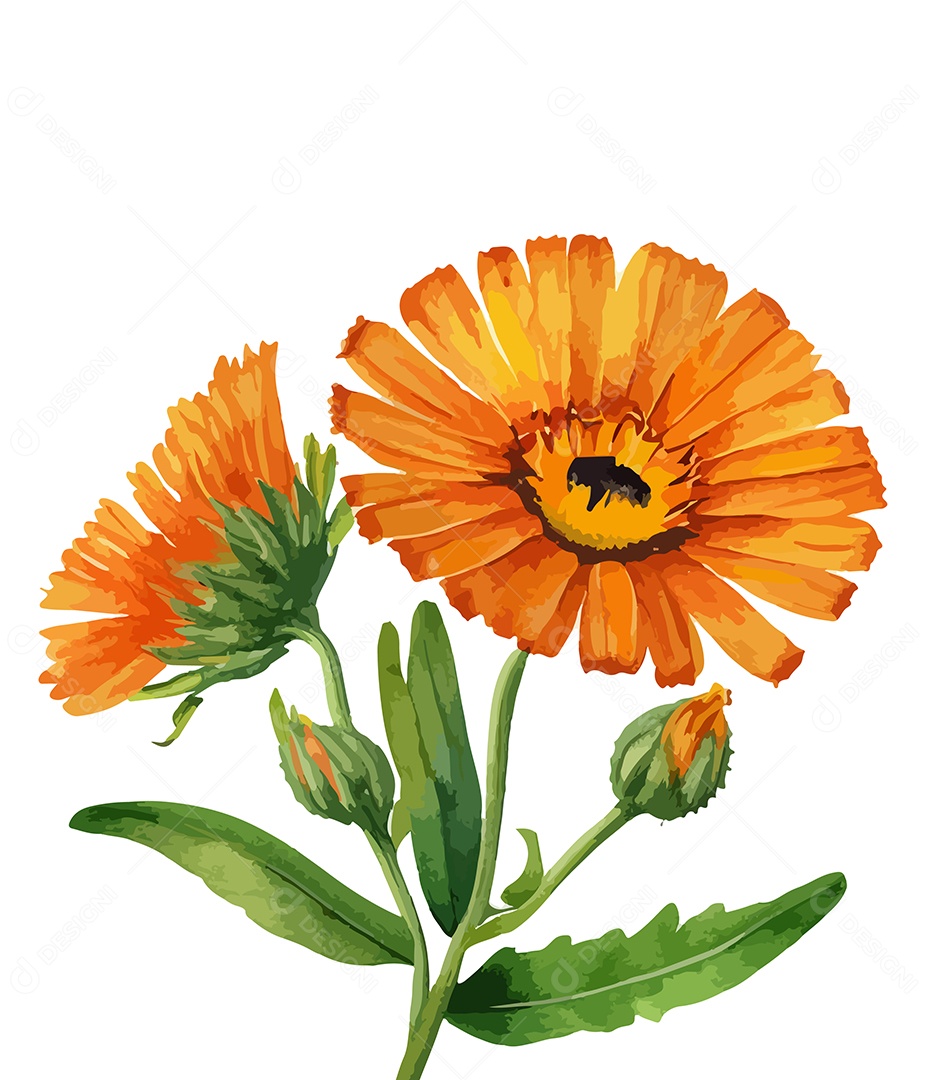 Desenho De Calêndulas Flores Em Aquarela Desenhada Á Mão Vetor EPS
