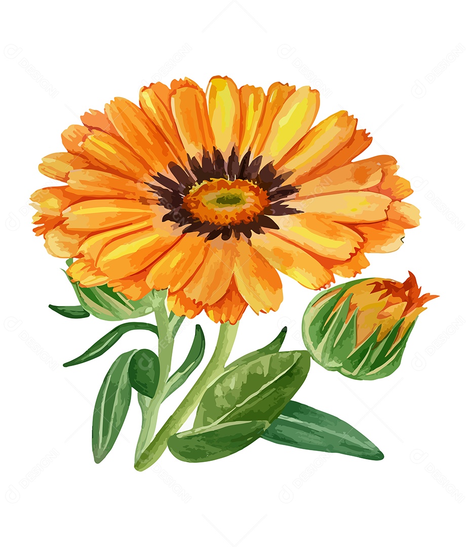 Desenho De Calêndula Flor Em Aquarela Desenhada Á Mão Vetor EPS