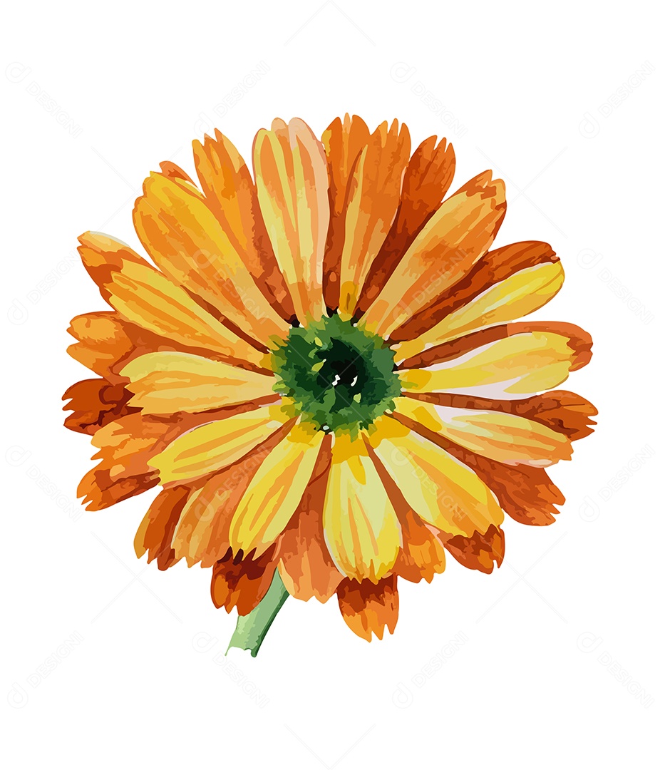 Desenho De Calêndula Flor Em Aquarela Desenhada Á Mão Vetor EPS
