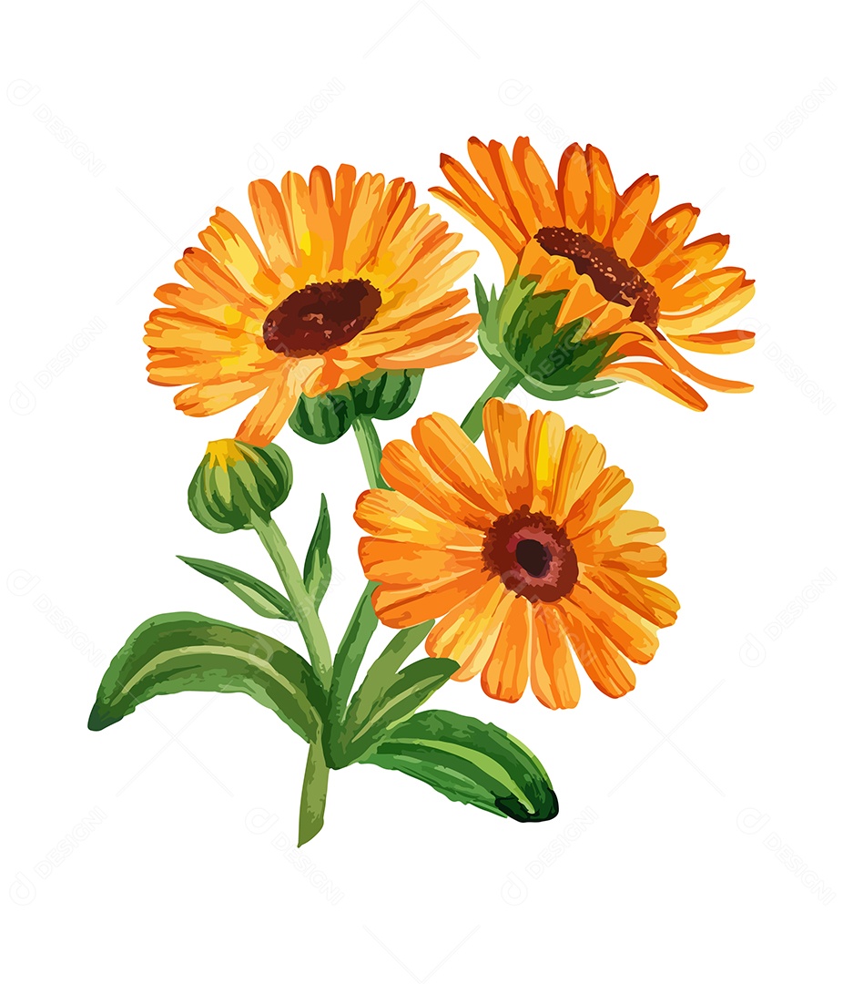 Desenho De Calêndula Flor Em Aquarela Desenhada Á Mão Vetor EPS