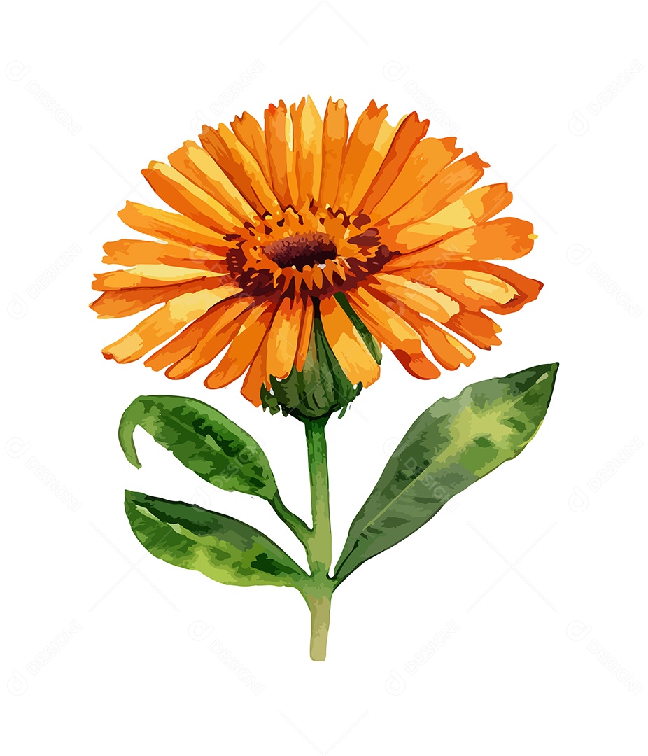 Desenho De Calêndula Flor Em Aquarela Desenhada Á Mão Vetor EPS