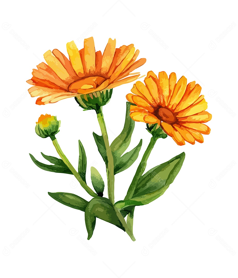 Desenho De Calêndula Flor Em Aquarela Desenhada Á Mão Vetor EPS