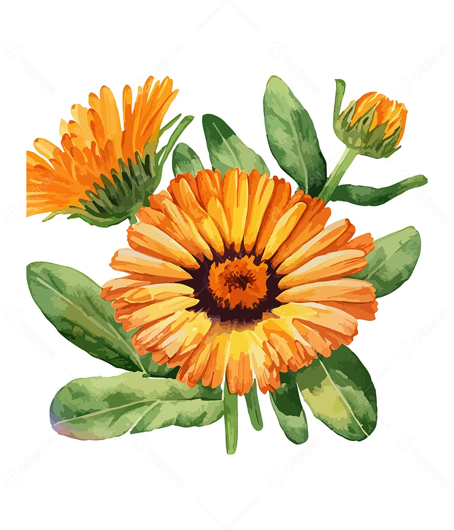 Desenho De Calêndulas Flores Em Aquarela Desenhada Á Mão Vetor EPS