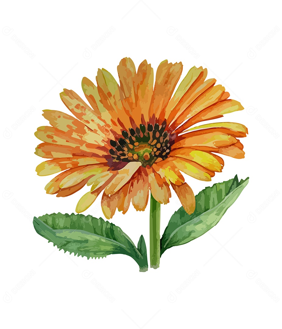 Desenho De Calêndula Flor Em Aquarela Desenhada Á Mão Vetor EPS