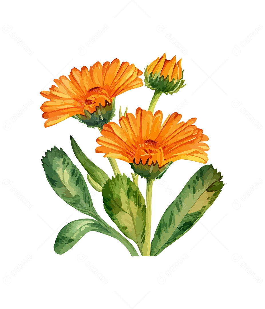 Desenho De Calêndulas Flores Em Aquarela Desenhada Á Mão Vetor EPS