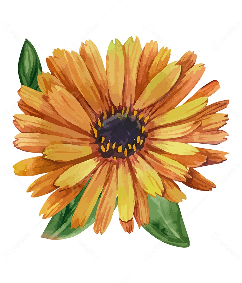 Desenho De Calêndula Flor Em Aquarela Desenhada Á Mão Vetor EPS