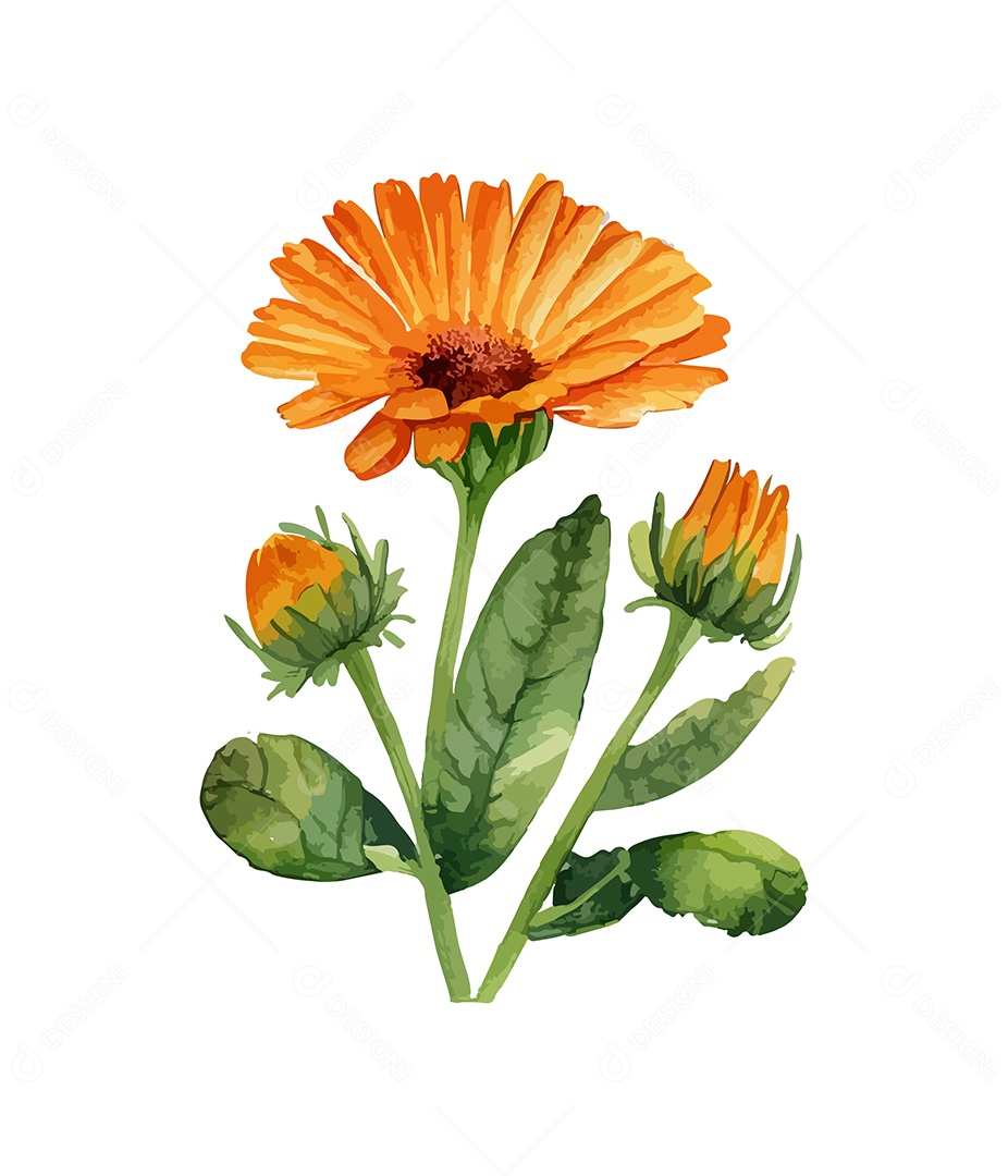 Desenho De Calêndulas Flores Em Aquarela Desenhada Á Mão Vetor EPS