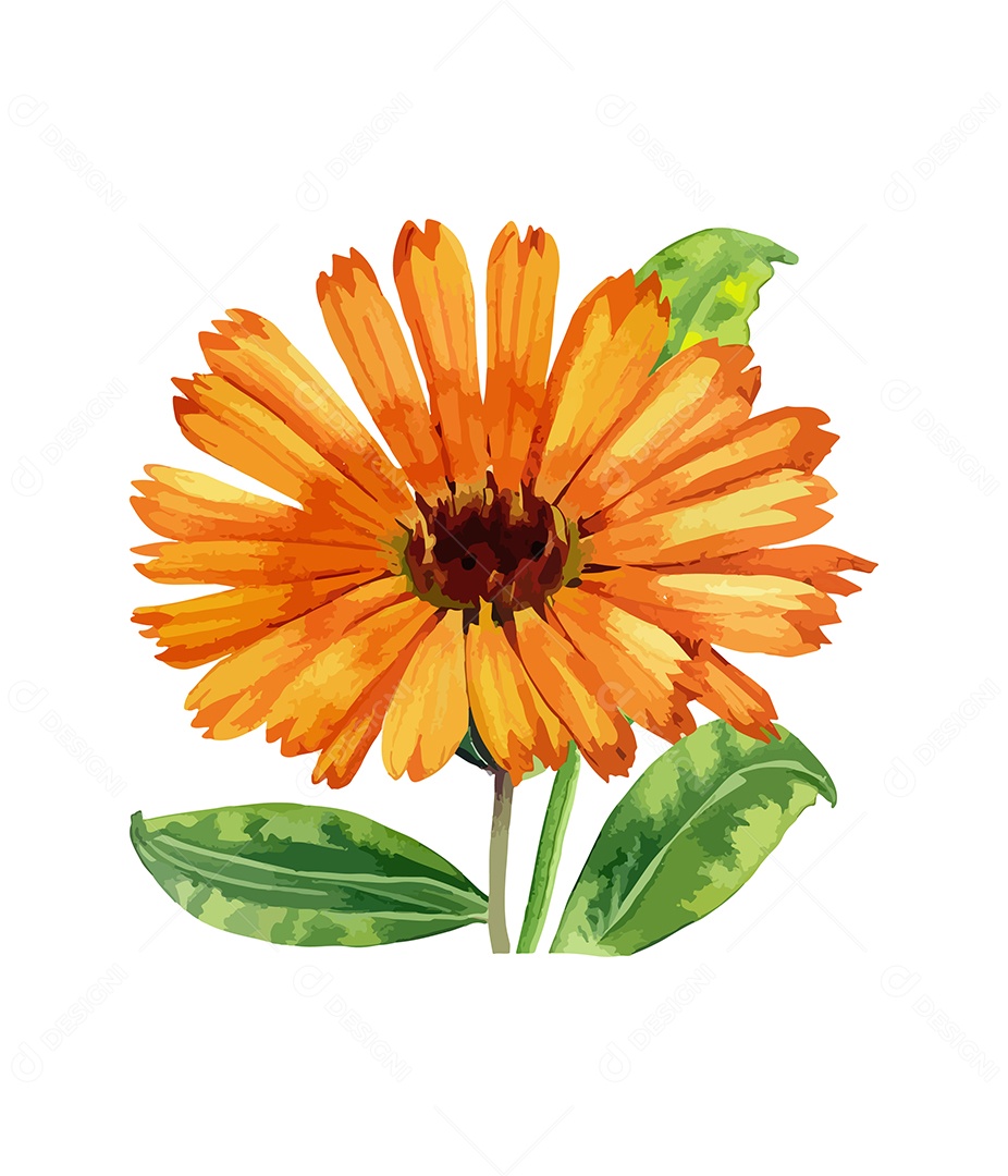 Desenho De Calêndula Flor Em Aquarela Desenhada Á Mão Vetor EPS