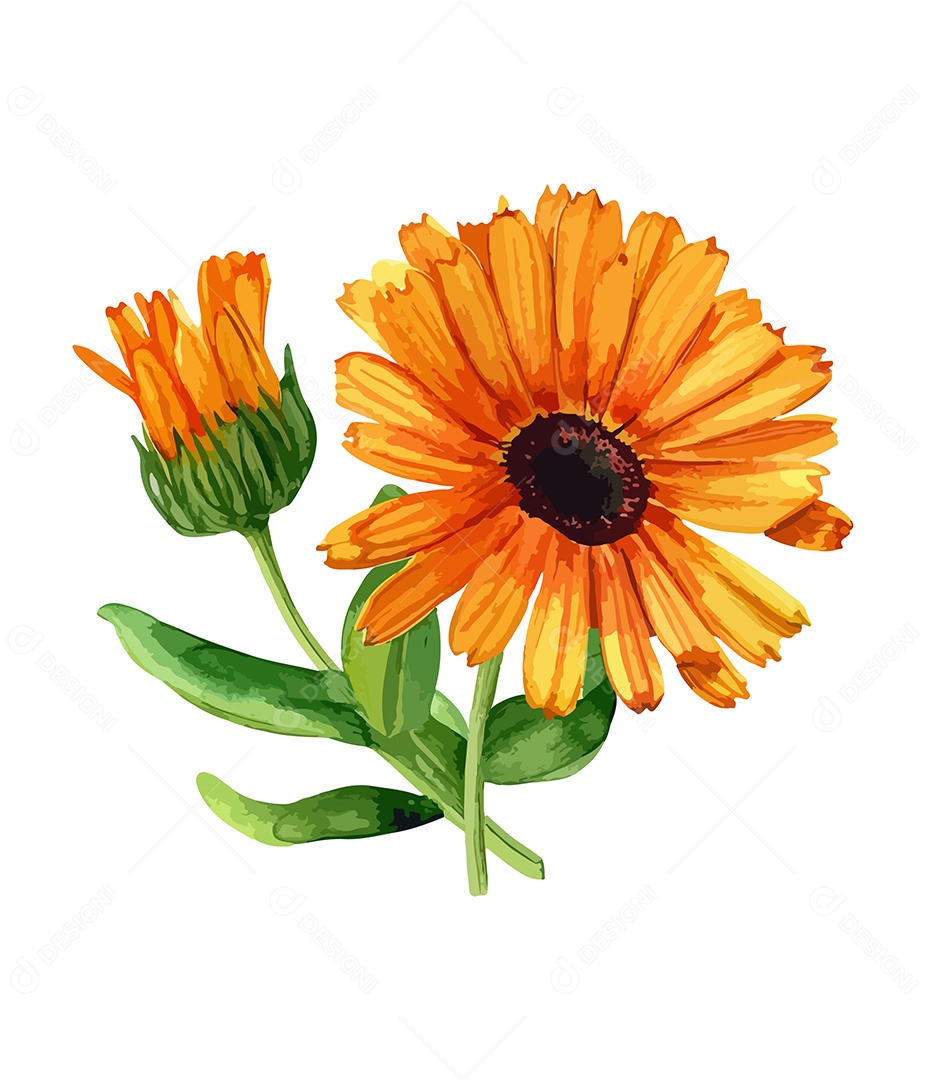Desenho De Calêndulas Flores Em Aquarela Desenhada Á Mão Vetor EPS