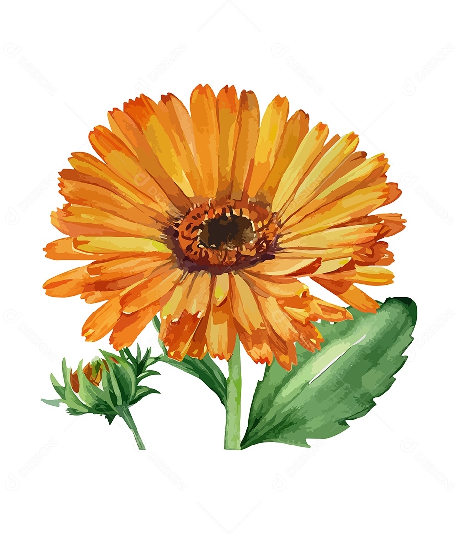 Desenho De Calêndula Flor Em Aquarela Desenhada Á Mão Vetor EPS