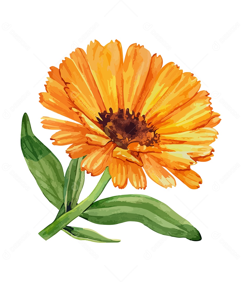 Desenho De Calêndula Flor Em Aquarela Desenhada Á Mão Vetor EPS