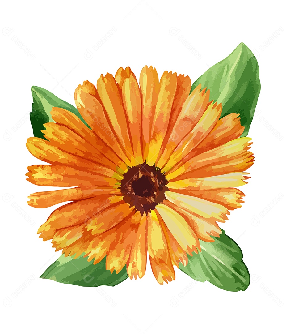 Desenho De Calêndula Flor Em Aquarela Desenhada Á Mão Vetor EPS