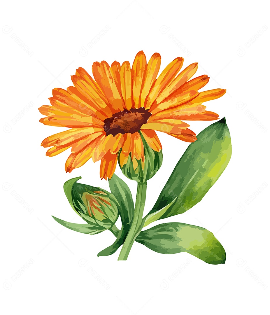 Desenho De Calêndula Flor Em Aquarela Desenhada Á Mão Vetor EPS