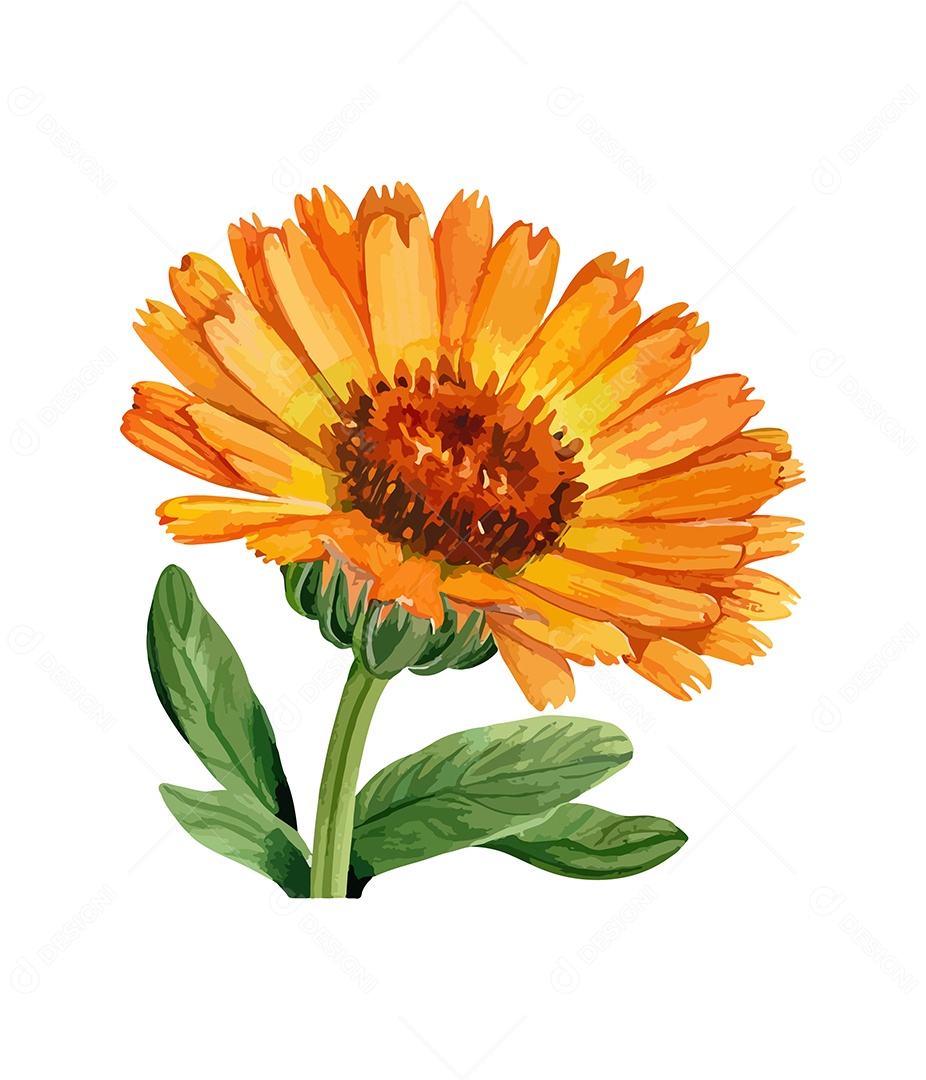 Desenho De Calêndula Flor Em Aquarela Desenhada Á Mão Vetor EPS
