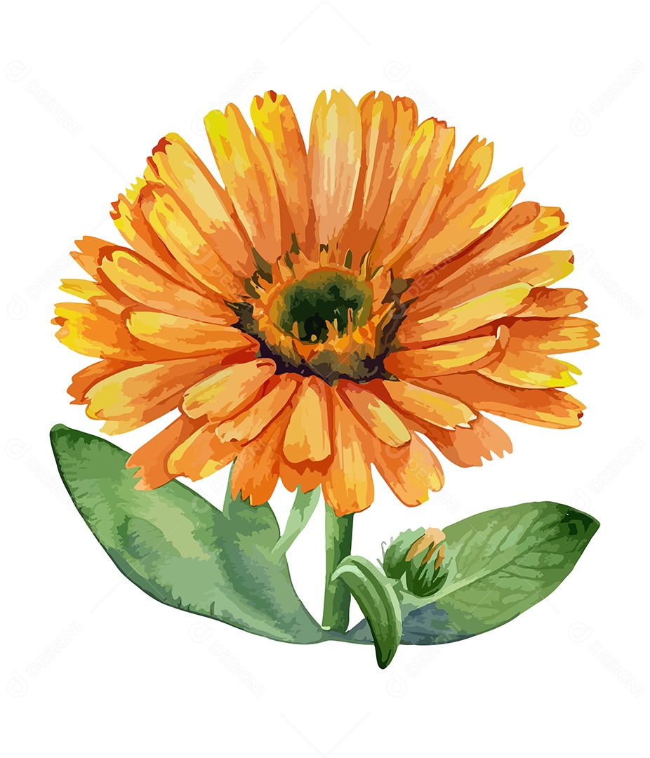 Desenho De Calêndula Flor Em Aquarela Desenhada Á Mão Vetor EPS