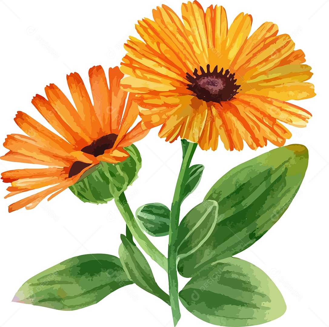 Desenho De Calêndula Flor Em Aquarela Desenhada Á Mão Vetor EPS