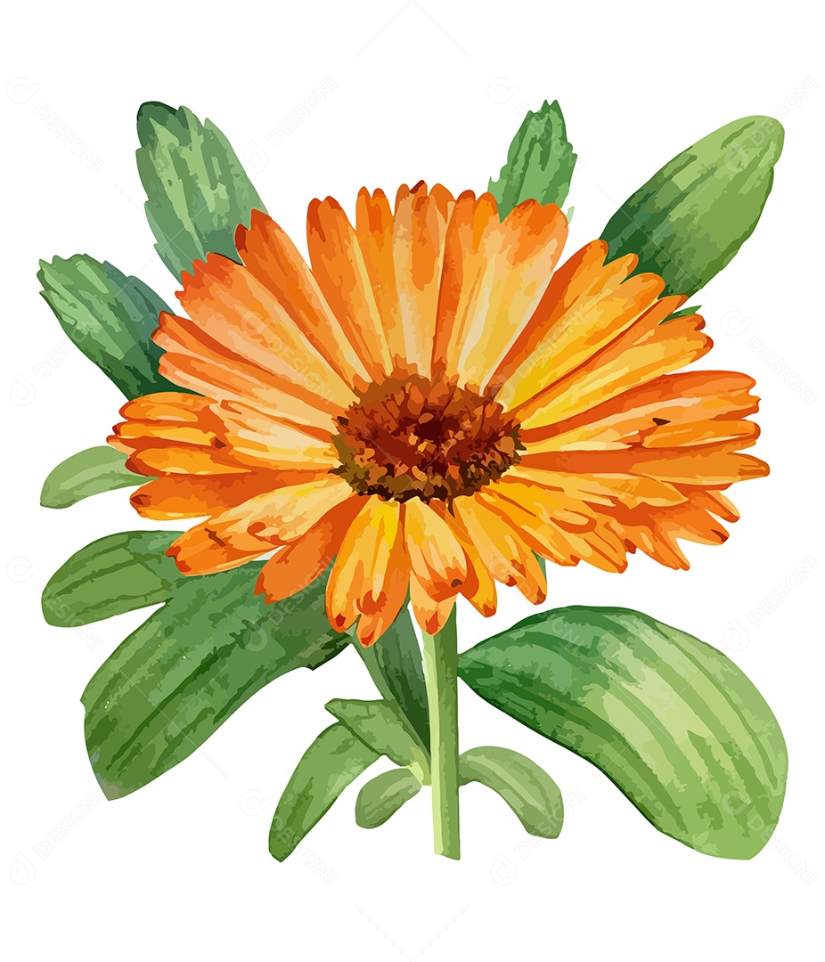 Desenho De Calêndula Flor Em Aquarela Desenhada Á Mão Vetor EPS