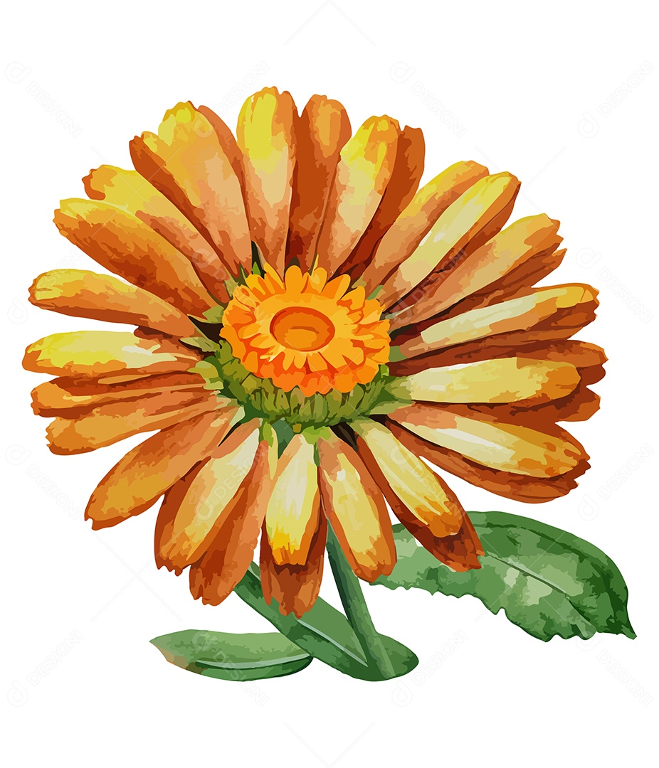 Desenho De Calêndula Flor Em Aquarela Desenhada Á Mão Vetor EPS