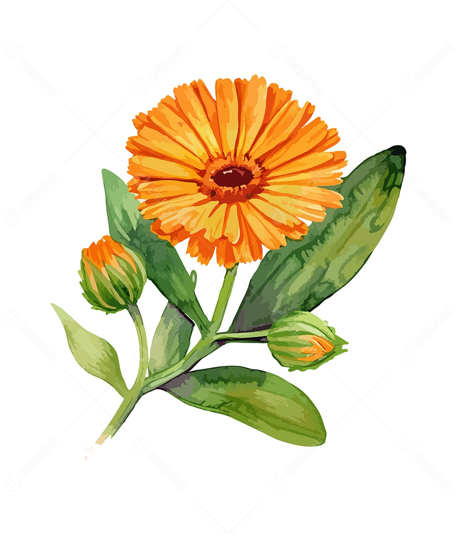 Desenho De Calêndula Flor Em Aquarela Desenhada Á Mão Vetor EPS