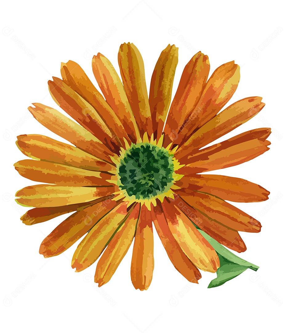 Desenho De Calêndula Flor Em Aquarela Desenhada Á Mão Vetor EPS