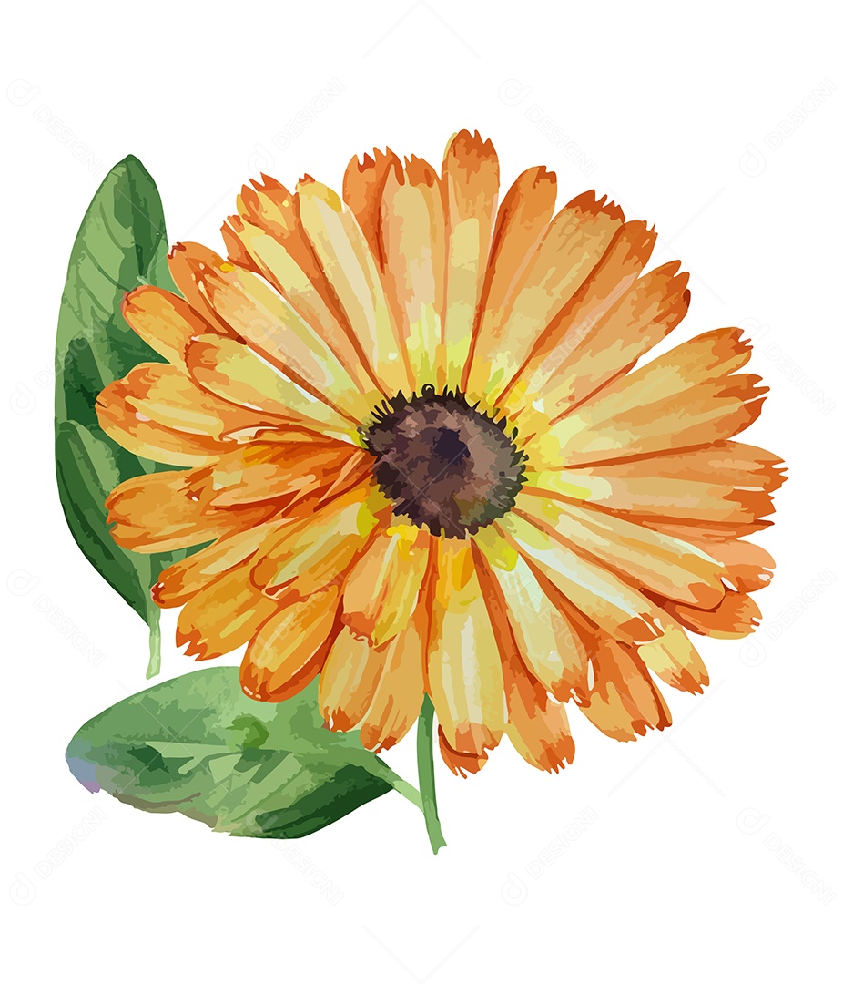 Desenho De Calêndula Flor Em Aquarela Desenhada Á Mão Vetor EPS