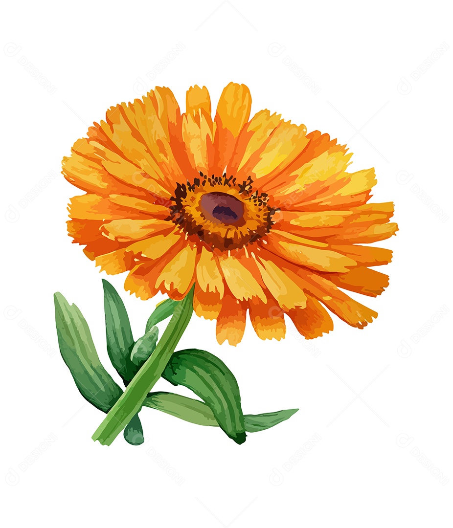 Desenho De Calêndula Flor Em Aquarela Desenhada Á Mão Vetor EPS