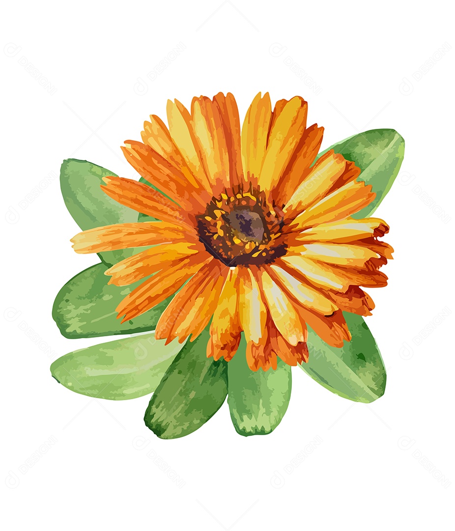 Desenho De Calêndula Flor Em Aquarela Desenhada Á Mão Vetor EPS