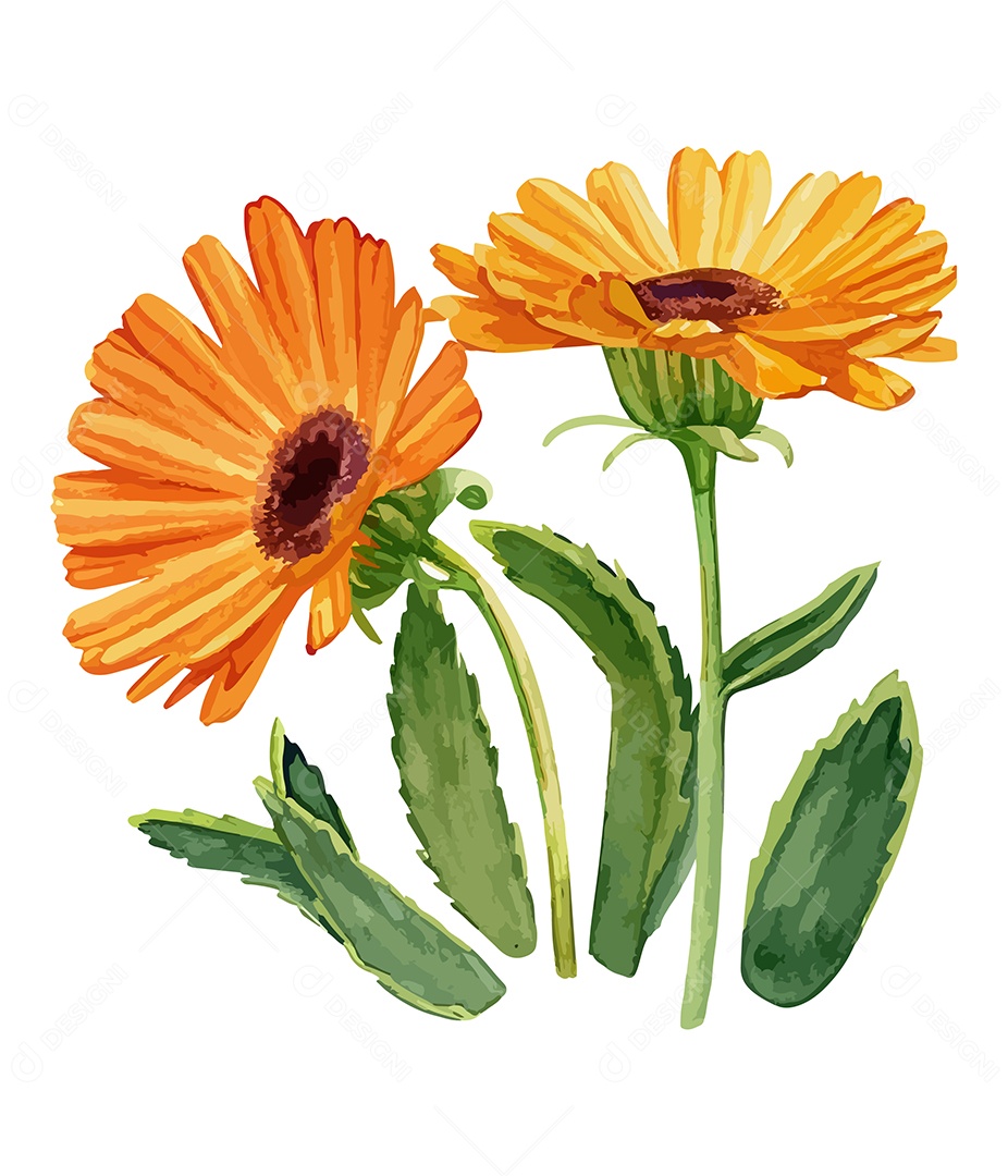 Desenho De Calêndula Flor Em Aquarela Desenhada Á Mão Vetor EPS