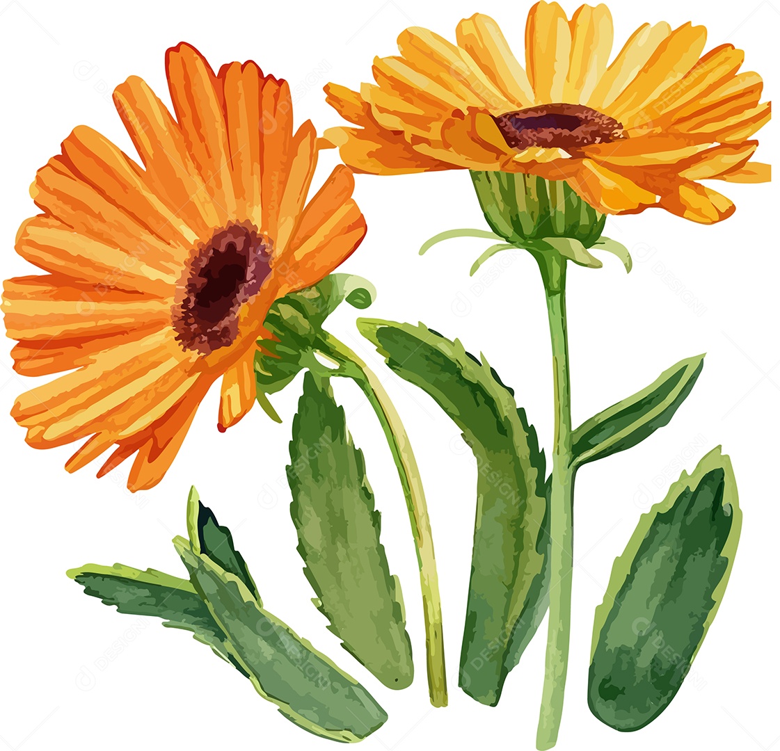 Desenho De Calêndulas Flores Em Aquarela Desenhada Á Mão Vetor EPS