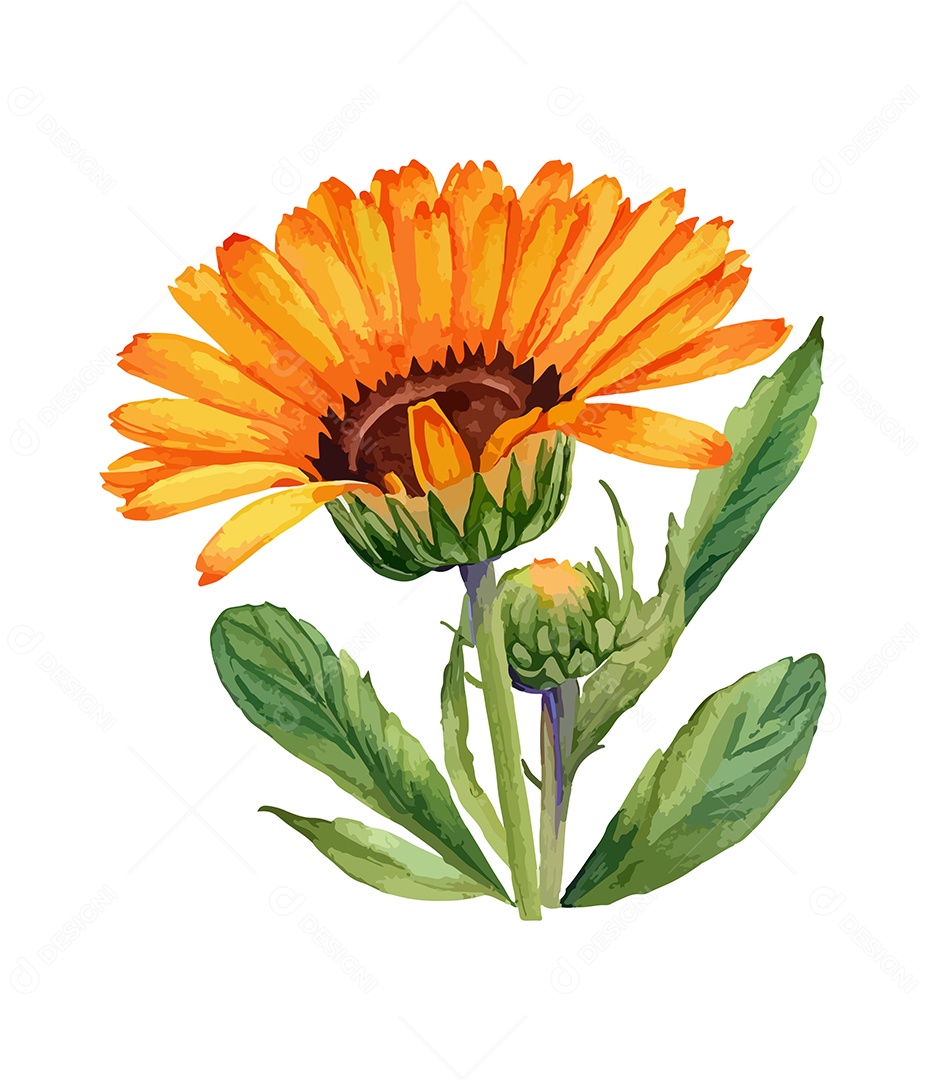 Desenho De Calêndula Flor Em Aquarela Desenhada Á Mão Vetor EPS