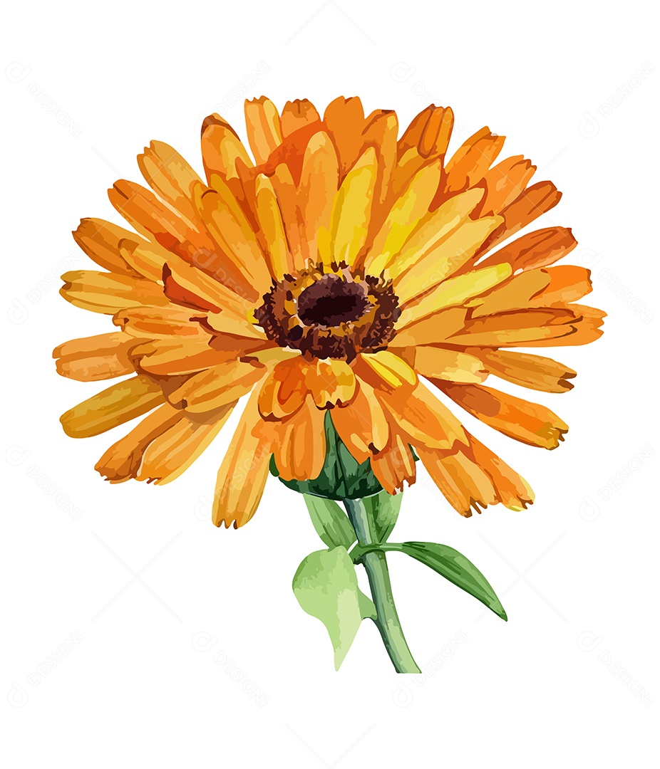 Desenho De Calêndula Flor Em Aquarela Desenhada Á Mão Vetor EPS