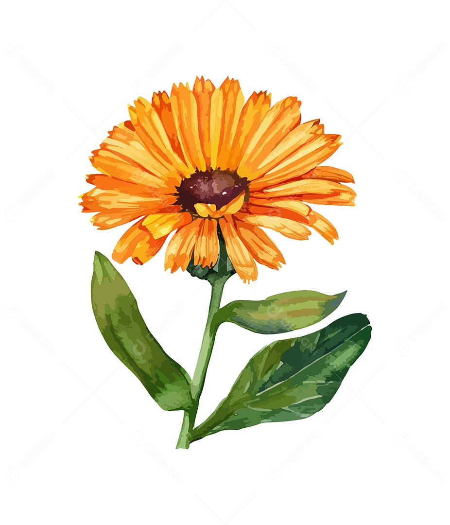Desenho De Calêndula Flor Em Aquarela Desenhada Á Mão Vetor EPS