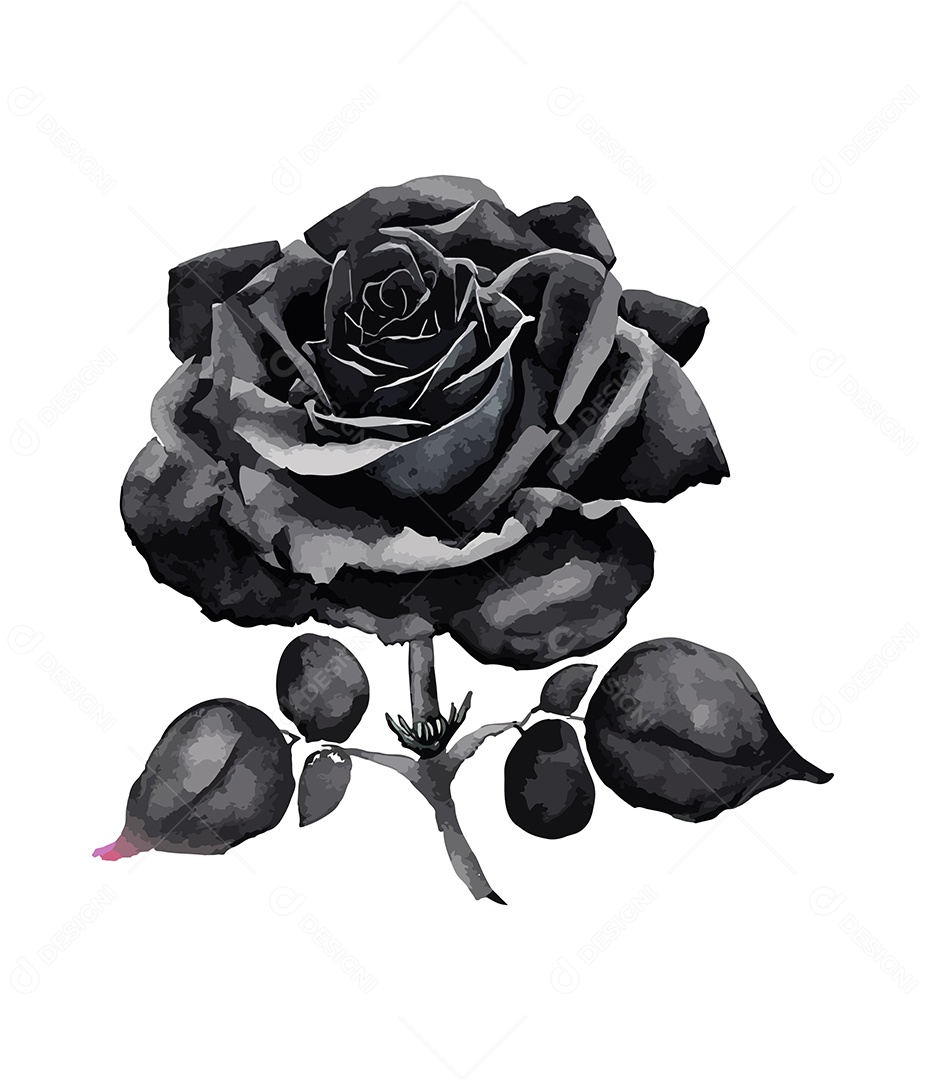 Desenho De Rosa Preta Flor Em Aquarela Desenhada Á Mão Vetor EPS