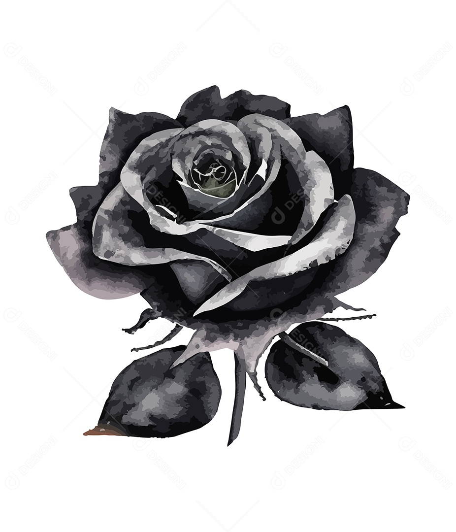 Desenho De Rosa Preta Flor Em Aquarela Desenhada Á Mão Vetor EPS