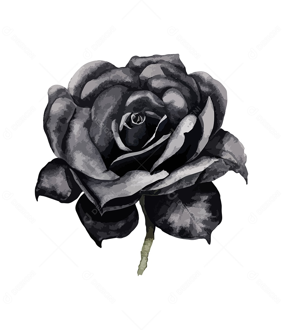 Desenho De Rosa Preta Flor Em Aquarela Desenhada Á Mão Vetor EPS