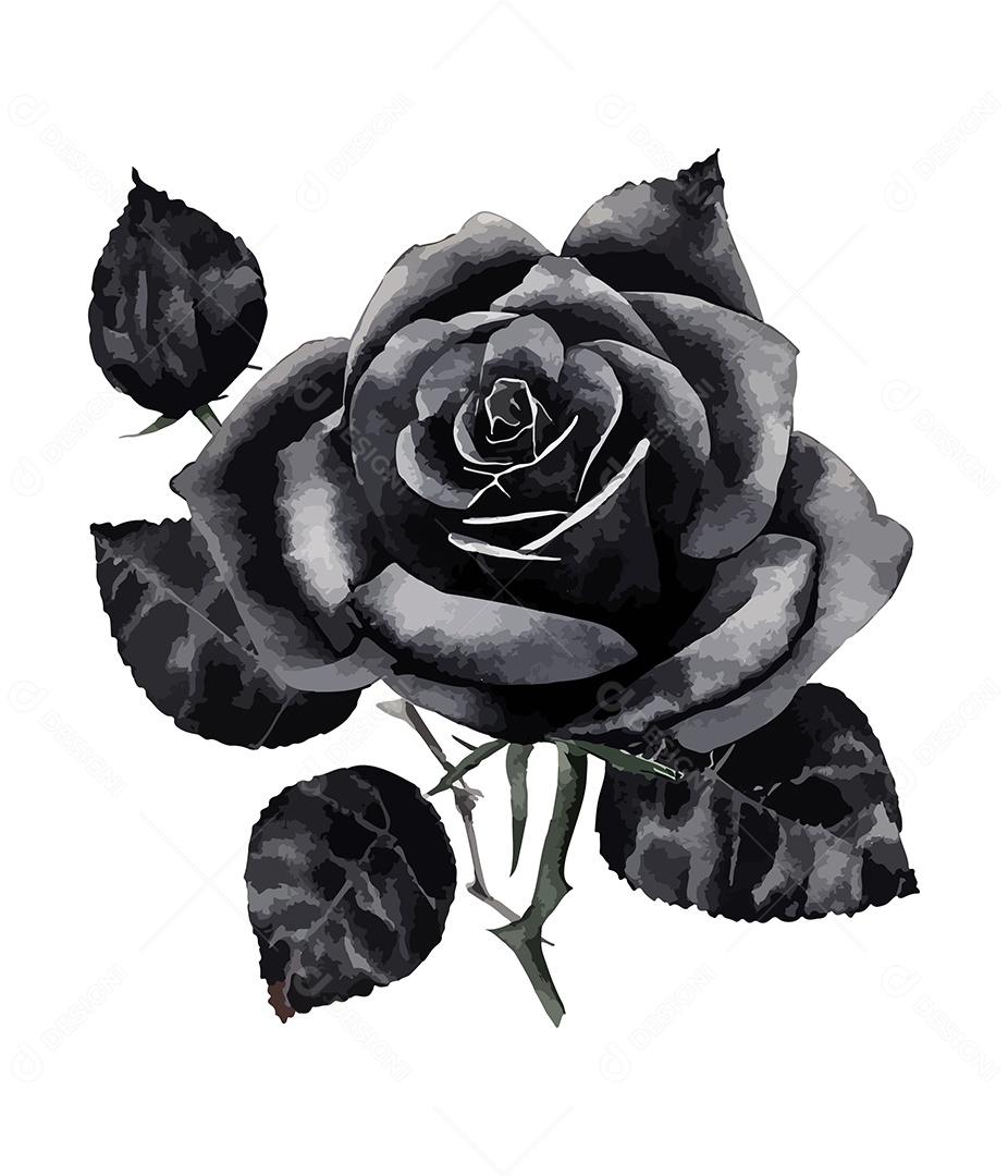 Desenho De Rosa Preta Flor Em Aquarela Desenhada Á Mão Vetor EPS