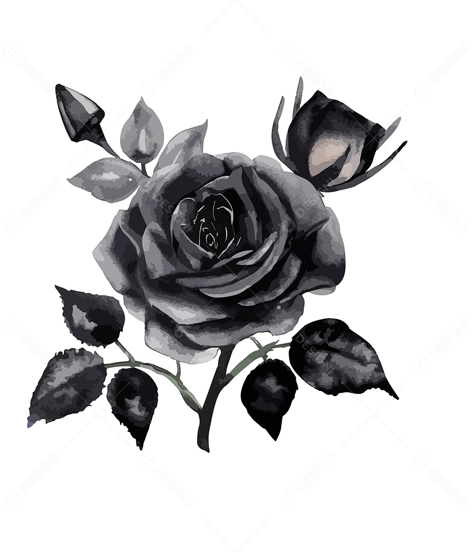 Desenho De Rosa Cinza Flor Em Aquarela Desenhada Á Mão Vetor EPS
