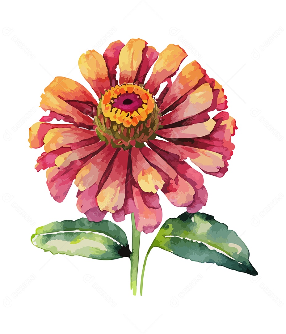 Desenho De Flor Bela Zínia Rosa Em Aquarela Desenhada Á Mão Vetor EPS