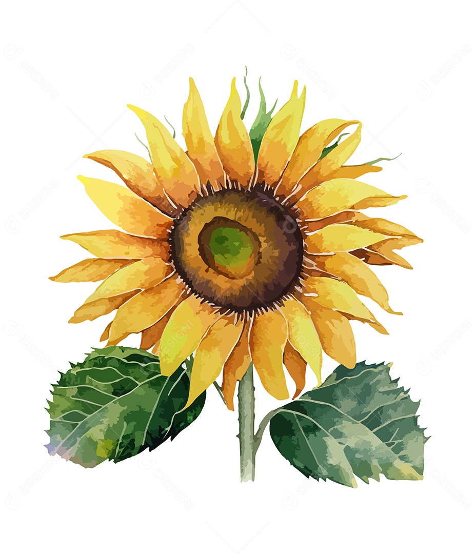 Desenho De Girassol Flor De Aquarela Desenhada Á Mão Vetor EPS