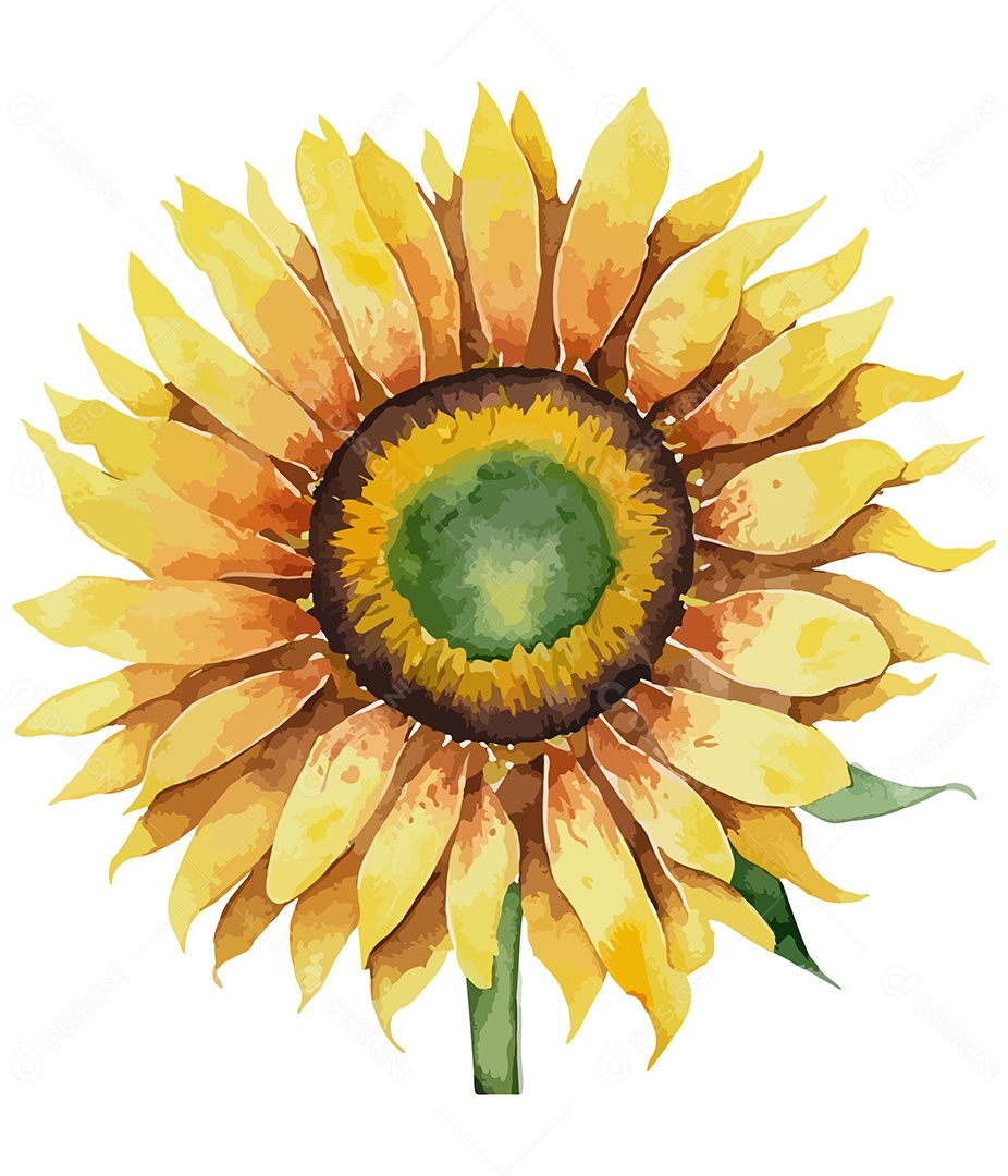 Desenho De Girassol Flor De Aquarela Desenhada Á Mão Vetor EPS