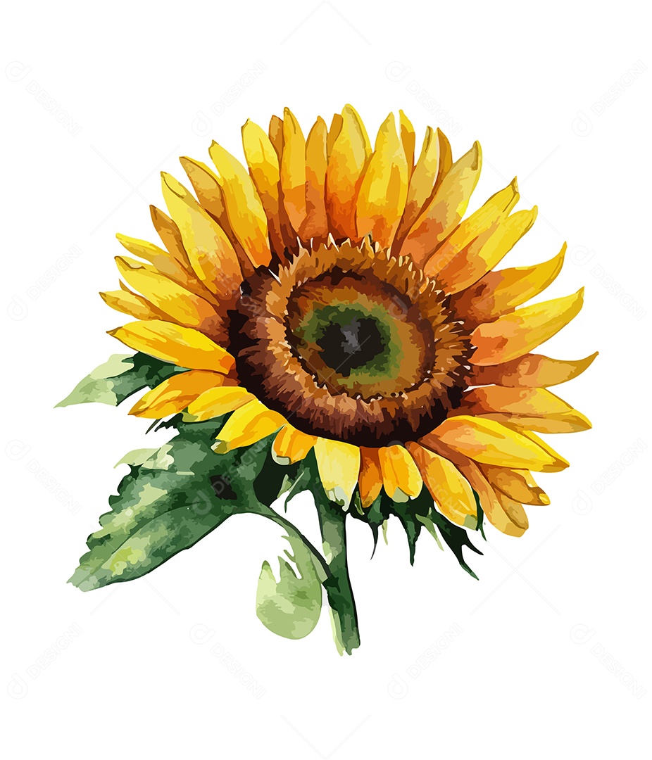 Desenho De Girassol Flor De Aquarela Desenhada Á Mão Vetor EPS