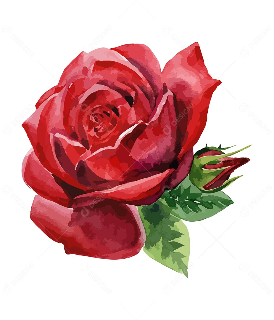 Desenho De Rosa Vermelha Em Aquarela Desenhada Á Mão Vetor EPS
