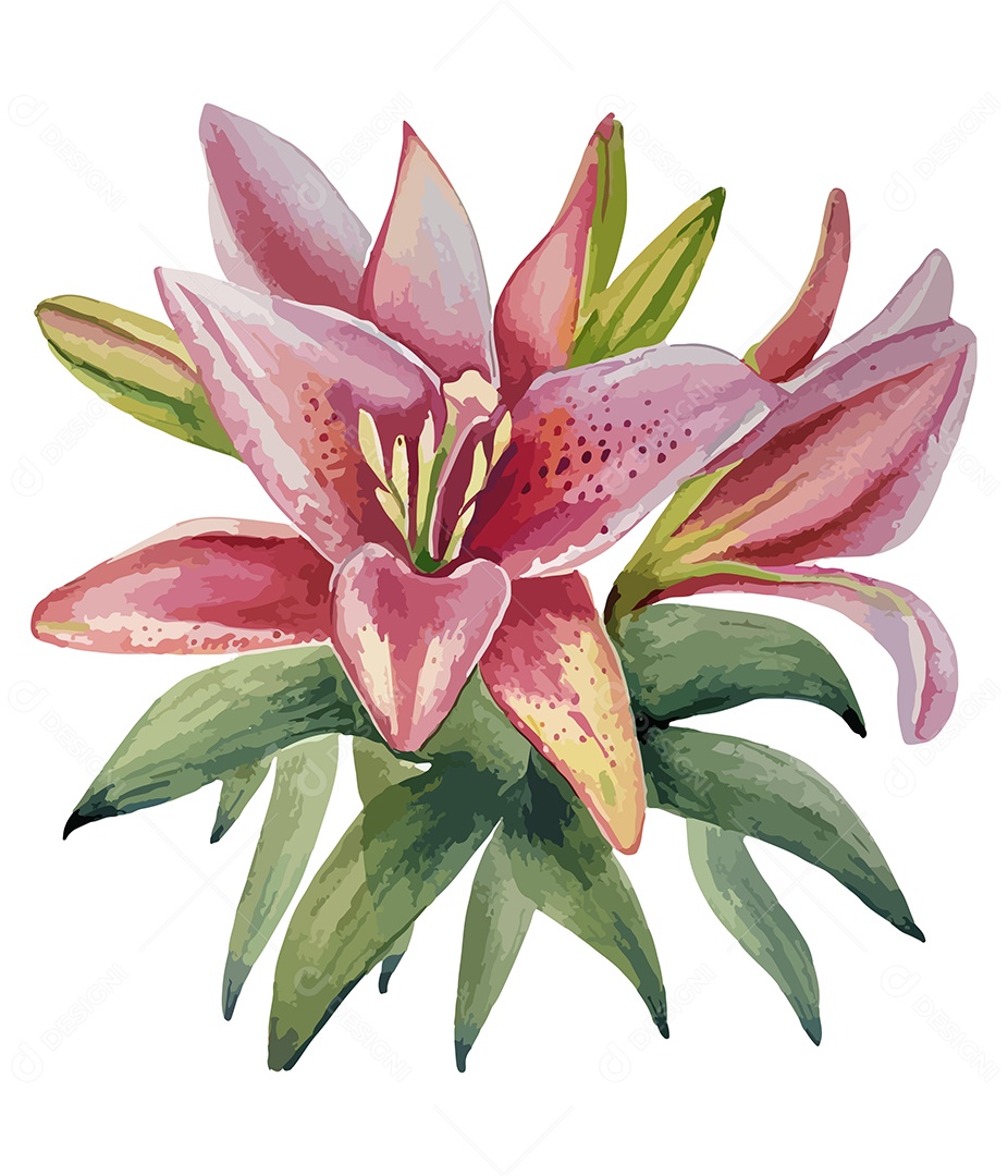 Desenho De Flor De Lírio Em Aquarela Desenha Á Mão Vetor EPS