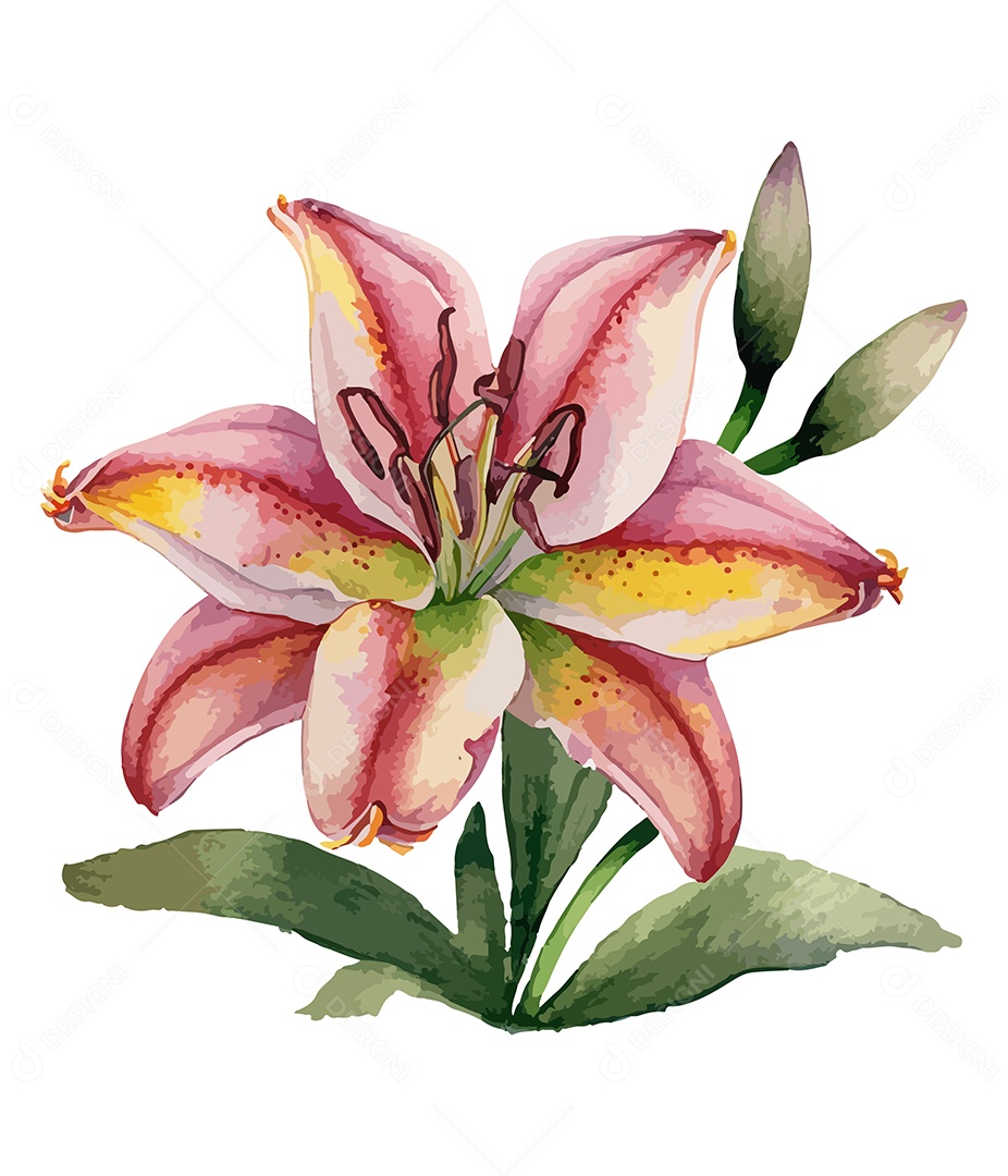 Desenho De Flor De Lírio Em Aquarela Desenha Á Mão Vetor EPS
