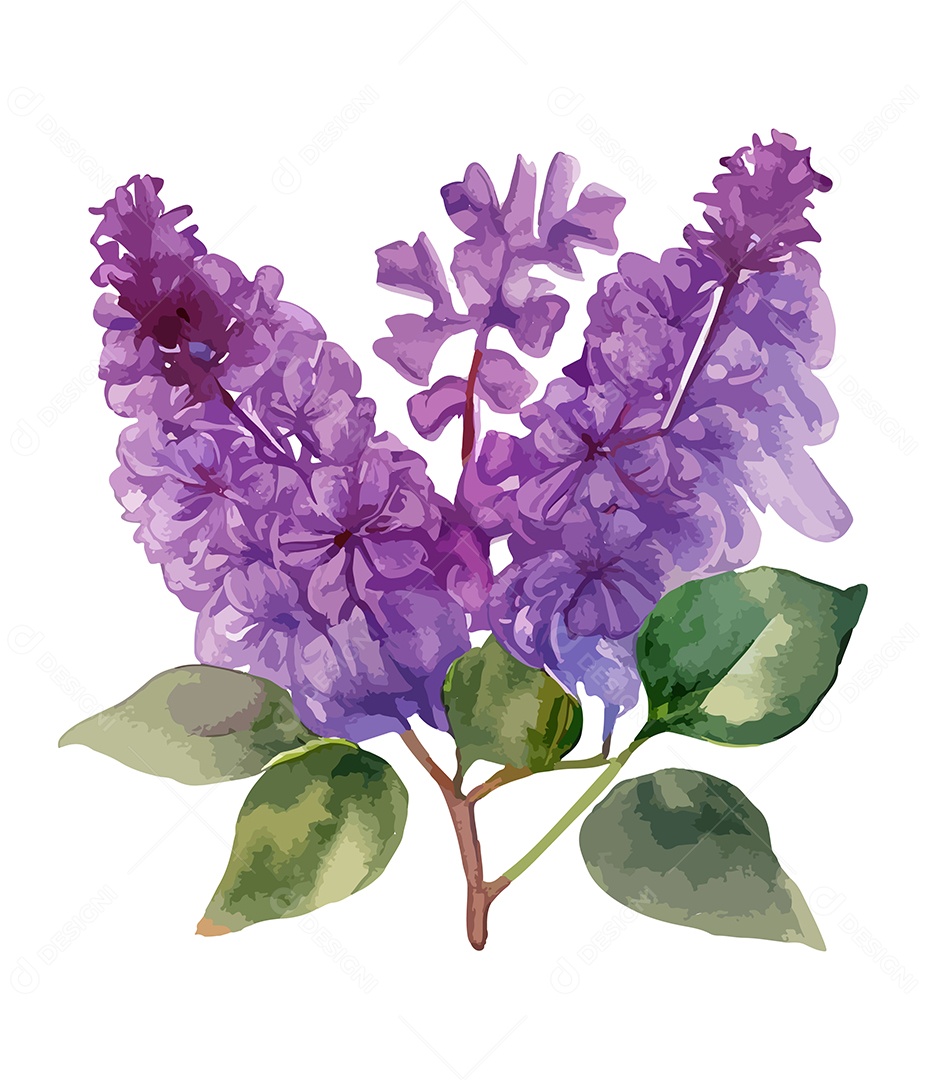 Desenho De Flor Roxa Em Aquarela Desenhada Á Mão Vetor EPS