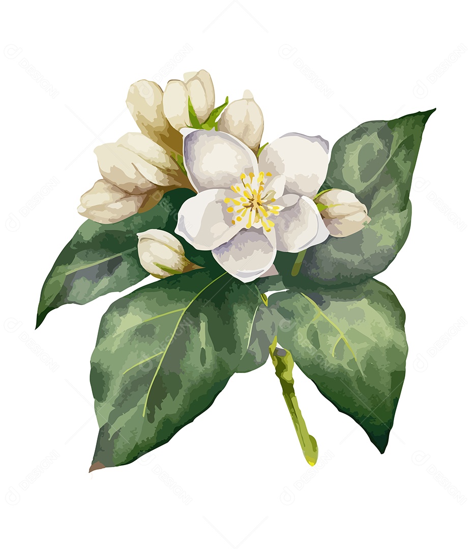 Desenho De Flor Branca Em Aquarela Desenhada Á Mão Vetor EPS