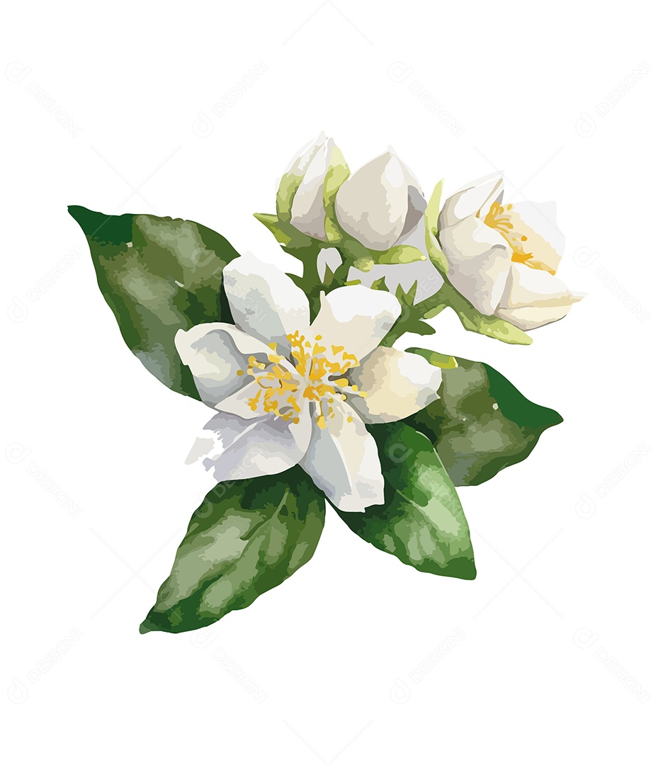 Desenho De Flor Branca Em Aquarela Desenhada Á Mão Vetor EPS