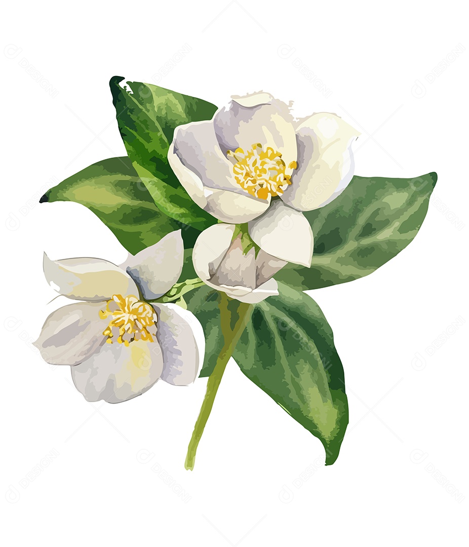 Desenho De Flores Branca Em Aquarela Desenhada Á Mão Vetor EPS