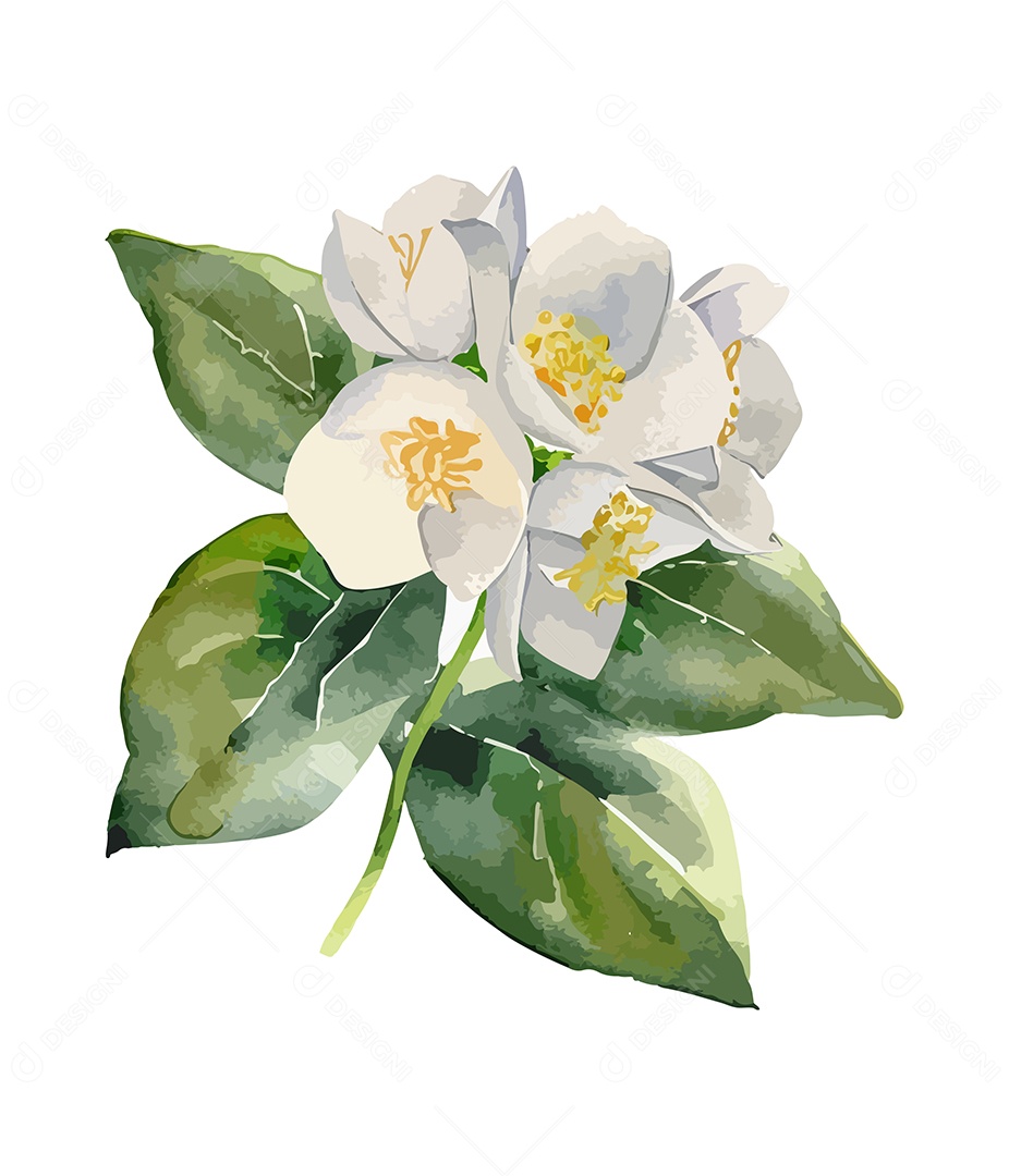 Desenho De Flores Branca Em Aquarela Desenhada Á Mão Vetor EPS